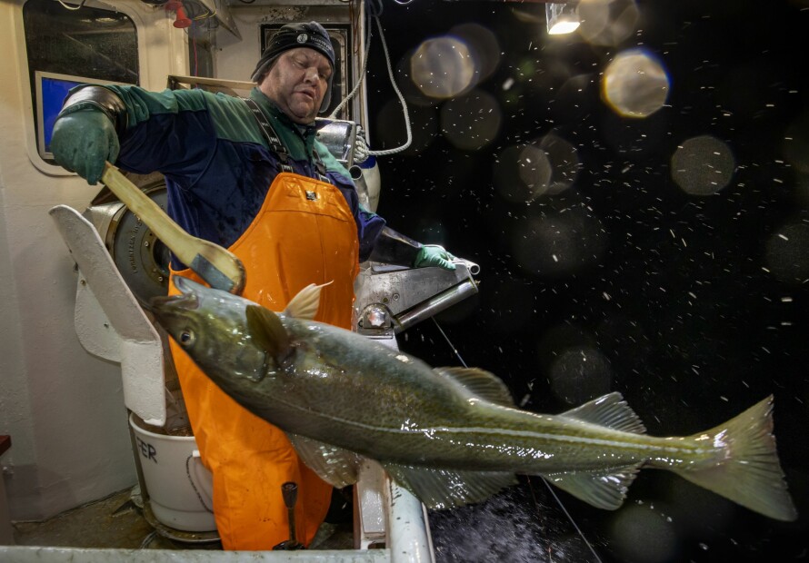 IKKE FOR ALLE: Ronny haler opp fisk fra havet i det vintersola så vidt begynner å røre på seg i øst. Snø i lufta, seks minusgrader, vind og hardt fysisk arbeid. Her er han i ferd med å dra opp den første lina.