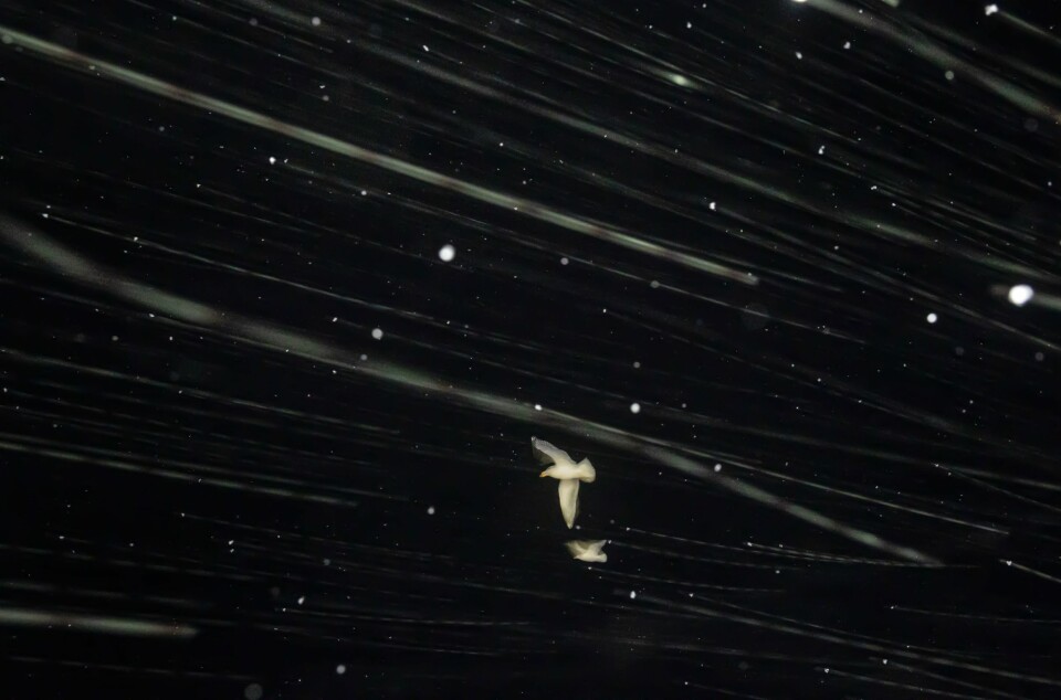 DET MØRKE, TOMME INTET: Lite å feste blikket på dersom man vil forebygge sjøsyke; bare havet, måker, snø og mørke.