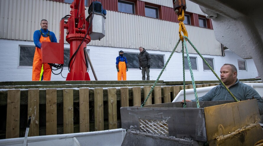 SISTE STOPP: Ronny lesser av fangsten ved fiskemottaket i Gryllefjord.