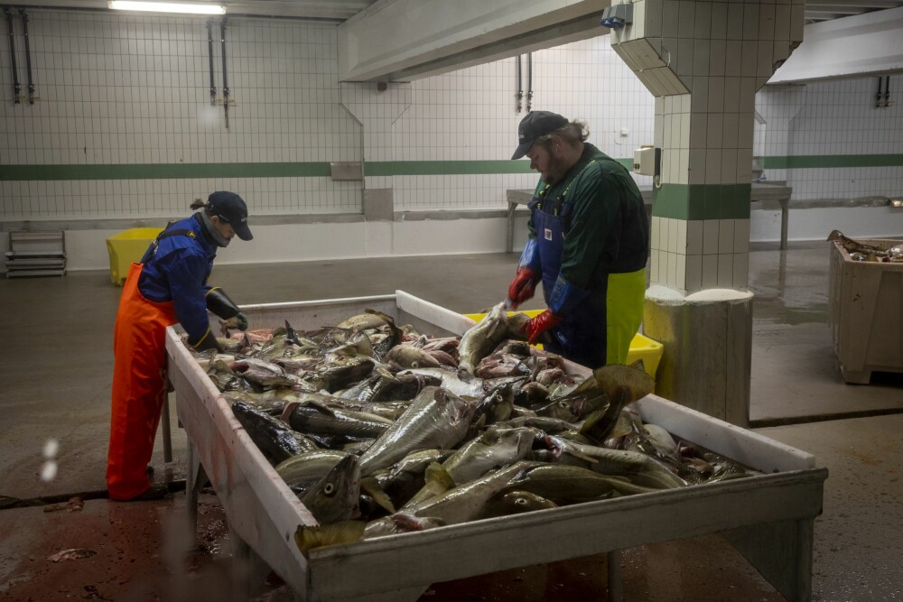 UNGDOM SLØYER FISK: På fiskemottaket i Gryllefjord jobbes det tidlig og sent under skreisesongen.