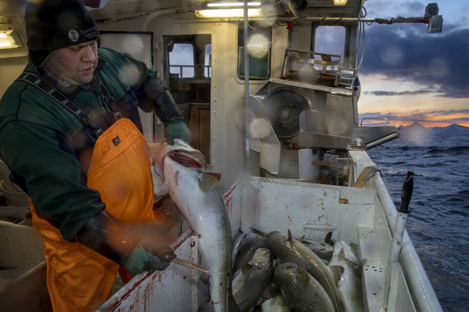 ALT GÅR AUTOMATISK: Når du har vært på havet så lenge som Ronny, går det etter hvert automatikk i hva du gjør. Her kapper han hodet på fisken for så å slenge den i tanker med sjøvann, som til slutt blir heist opp og ført inn på fiskemottaket i Gryllefjord.