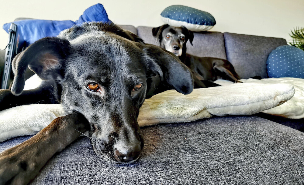 <b>TAR LIVET MED RO:</b> Hundene Zoey og Hera koser seg i sofaen. 