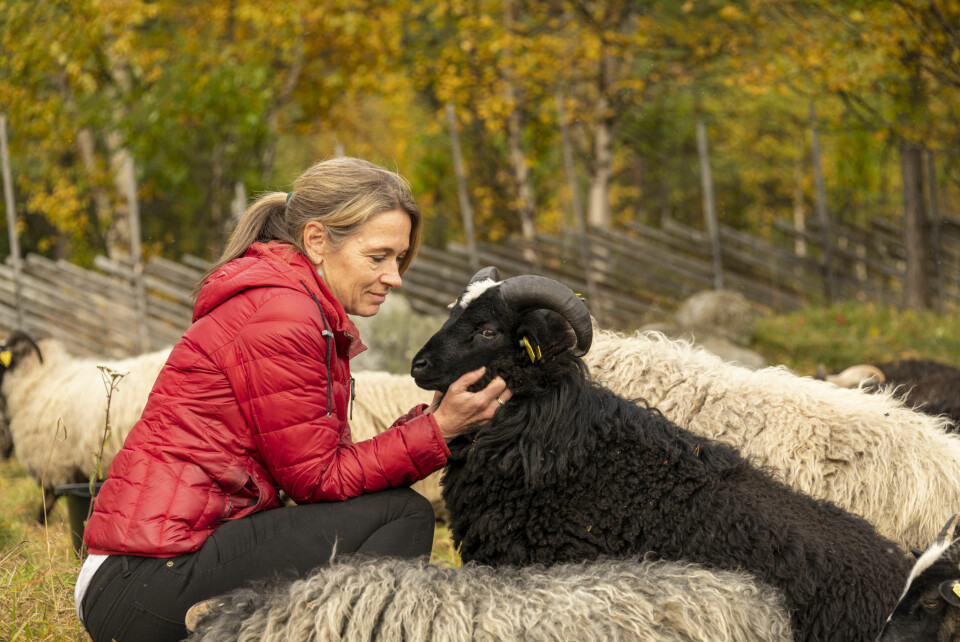 DYREGLAD: – Nærheten til naturen og dyr ga meg livsgleden tilbake, forteller Jannicke. Her med en av de to værene blant villsauene på Lykkja Fjellgard.