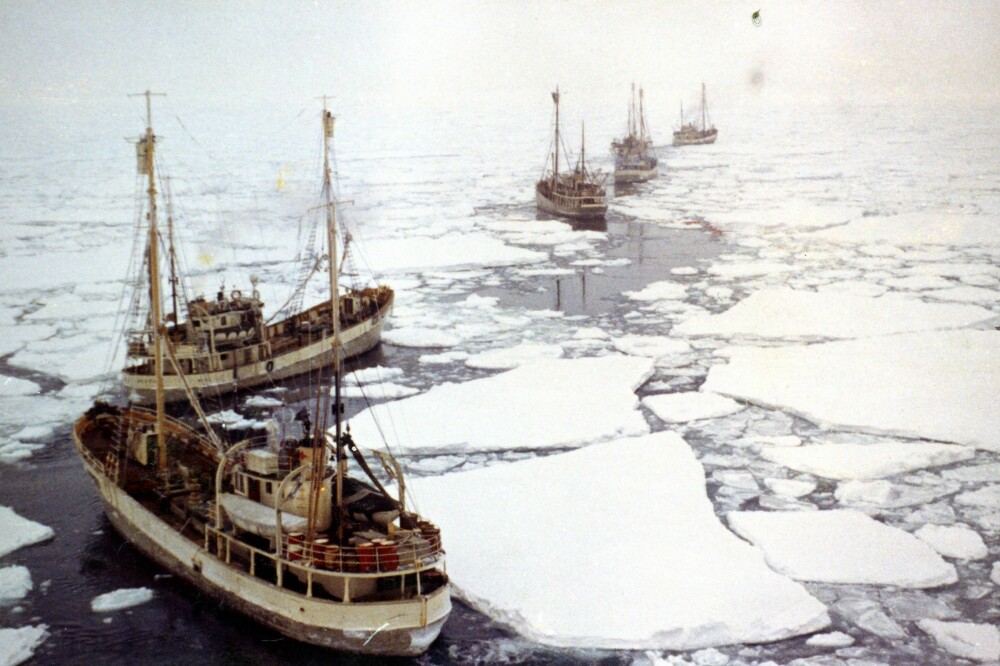 <b>ISKRIGERNE:</b> Et følge med ishavsskuter fra Ålesund bryter seg vei gjennom Vestisen, på leting etter selenes yngleplasser på isen mellom Svalbard og Jan Mayen. Den lukrative fangsten var risikabel. Uværet var sjelden langt unna. Bildet er fra 1960, og tatt fra utkikkstønna på «Polaric». Øvrige skuter er «Polstraum», «Vestis», «Selungen», «Sønd­møringen», «Heimen» og «Polstjerna».