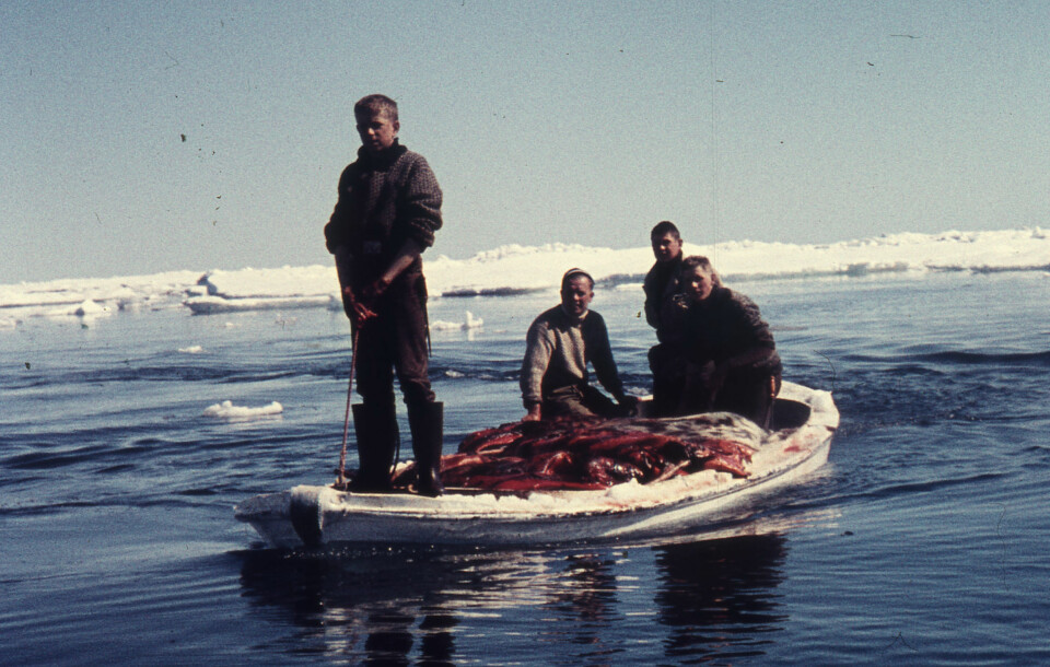 FANGSTMENN: Fangstbåt som ligger lavt i vannet av utbyttet etter en innbringende og sjelden godværsdag i Vestisen.