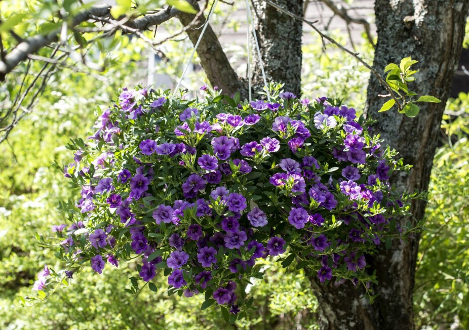 LETTSTELT: Småpetuniaen ‘Million bells' er en sommerblomst som formelig flommer over av fargerike blomster.