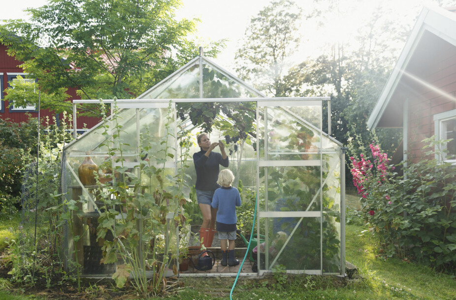 <b>DRØMMEN? </b>Mange drømmer om et frodig drivhus i hagen. Dette er det viktigste å tenke på.