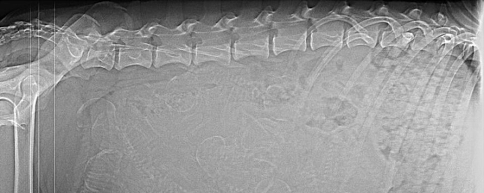 Både dyrlegen og matmor fikk sjokk da de så røntgenbildene