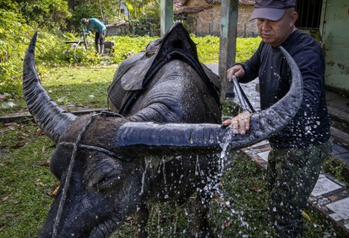 <b>BLANKSKURT FØR PATRULJE:</b> Oksen til Vitelli får en dusj både før og etter trening. Her er treningen overstått, og Vitelli vasker bort sumpvann fra det svære dyret.