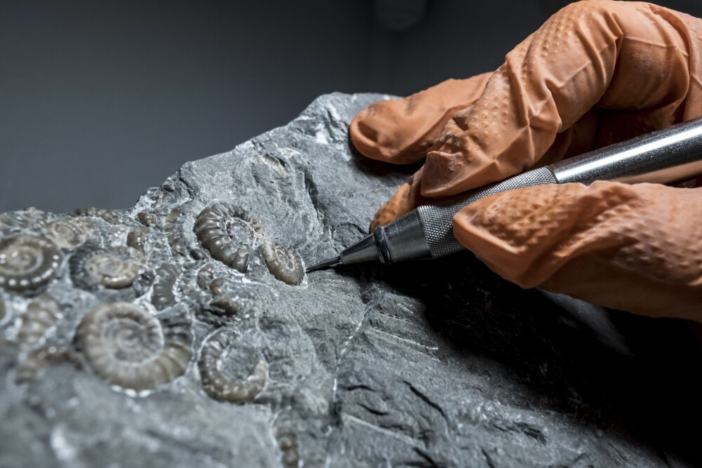 <b>SKRAPER FRAM FOSSILER:</b> Fossiljeger James Carroll skraper og skjærer for å tydeliggjøre konturene av blekksprutfossilene (ammonitter) han fant innkapslet i denne kalksteinen. Dette arbeidet krever enorm nøyaktighet. 