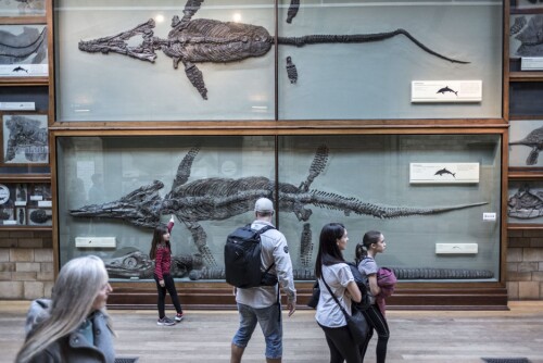<b>FISKEØGLE:</b> På veggen i Londons Natural History Museum kan du se en ichtyosaur (fiskeøgle ) som legendariske Mary Anning fant i Lyme <br/>Regis i 1832. 