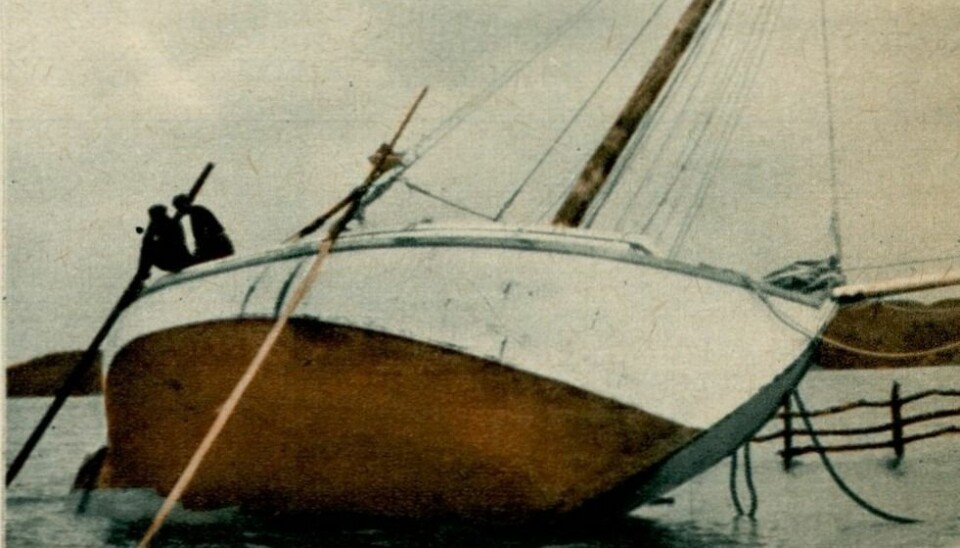 NEW ZEALAND: Teddy i en kritisk situasjon i Bay of Islands 
på New Zealand.