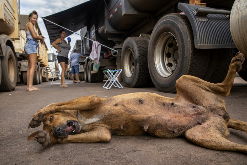 <b>FAMILIETUR:</b> Hund nyter gjestfriheten hos en familie som kjører soya i Amazonas. Ofte har sjåførene med seg både kone og barn. Her fra en parkeringsplass like ved Itaituba.