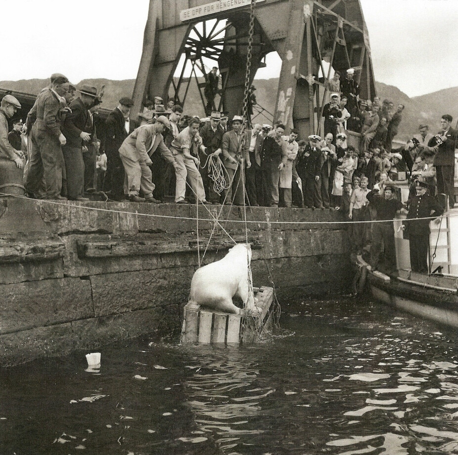 <b>VARE PÅ RØMMEN:</b> I Bergen ble det stor ståhei da en voksen isbjørnbinne brøt seg ut under lossing fra Hurtigruta i 1953. Etter å ha vandret rundt på kaia, falt den i sjøen i et forsøk på å hoppe inn i båten igjen, og la på svøm. 