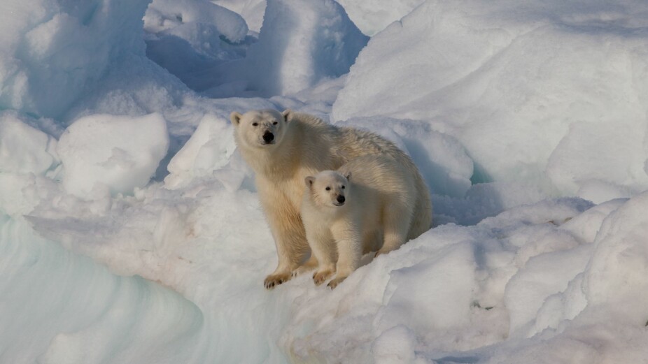 <b>FORTSATT TRUET:</b> I dag er isbjørnungene mer truet av klimaendringer, miljøgifter og menneskelig aktivitet enn kosesyke fangstmenn.
