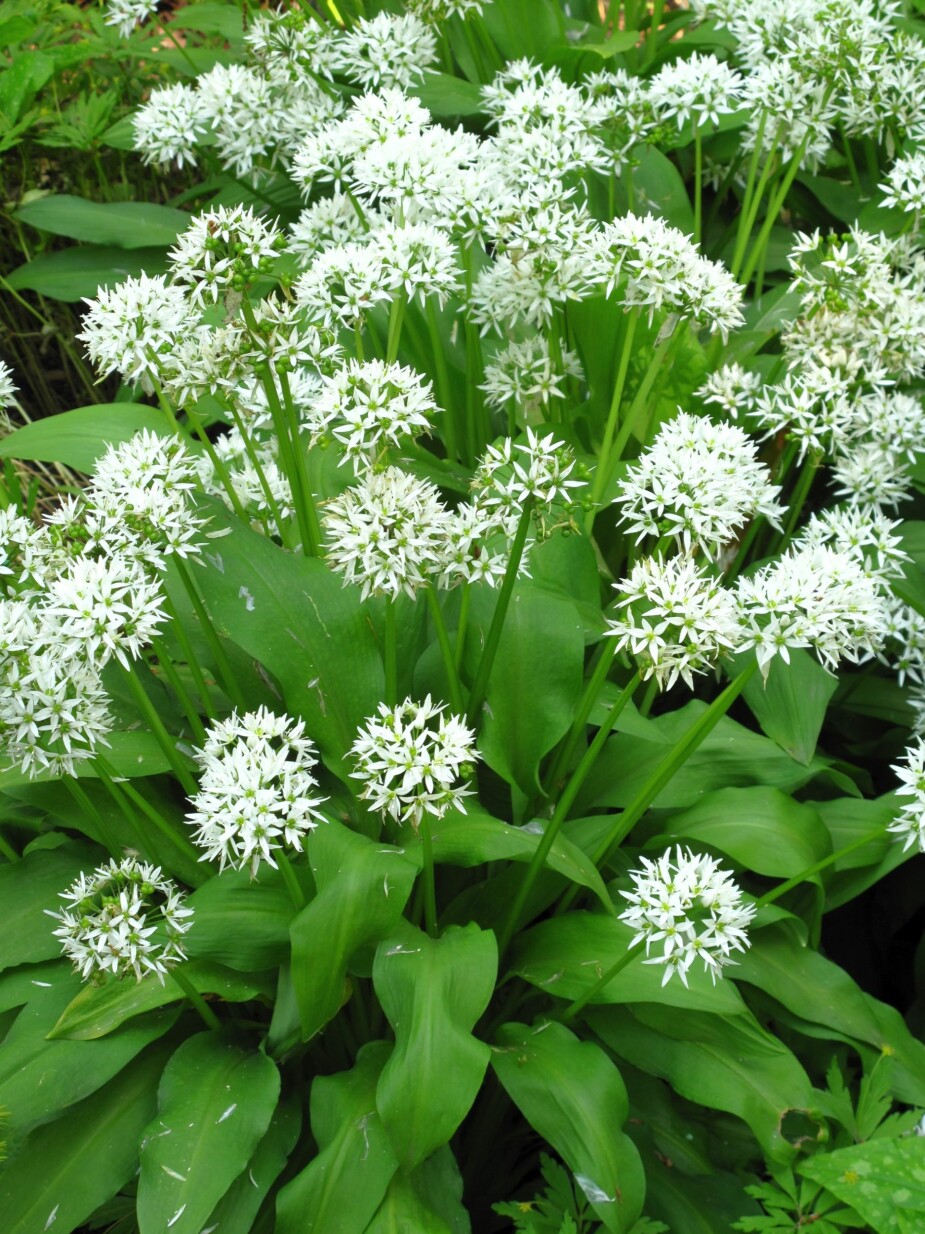<b>RAMSLØK:</b> Allium ursinum er lukter markant av løk eller hvitløk. Bladene egner seg godt for å sette smak til matretter. Etter blomstring, som her på bildet, er den enklere å skille fra sin giftige "lookalike".