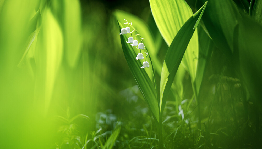 LILJEKONVALL: Slik ser liljekonvallen ut i blomstring. Liljekonvall er en viltvoksende plante som blir 10–20 cm høy. Liljekonvall får først grønne, deretter røde bær som er 10–12 mm i diameter, beskriver FHI.