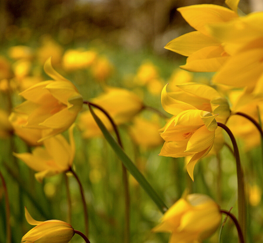 <b>VILLTULIPAN: </b>‘Sylvestris’: Slank og elegant botanisk tulipan som egner seg svært godt i både krukker og bed.