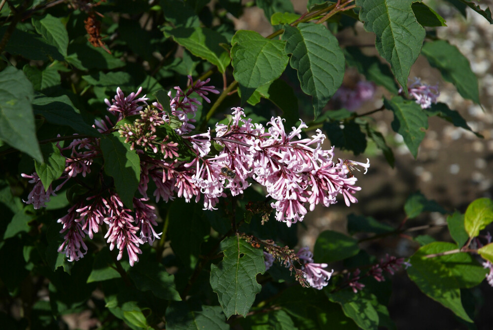 UNGARNSYRIN, Syringa josikae "Rå" E: Svært robust syrin med kompakt vekst og blåfiolett blomstring midtsommers.