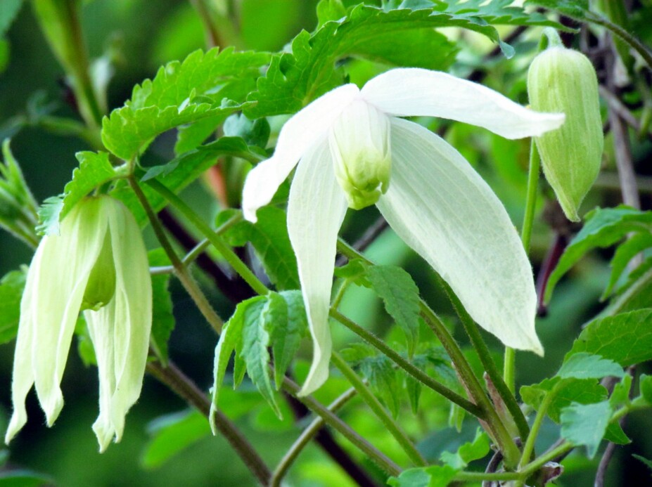 SIBIRKLEMATIS, Hybridklematis "Albina Plena" E: Blomsterrik med hvite, fylte blomster i mai. Sporadisk gjenblomstring. Bladene får høstfarge i lysgule nyanser.