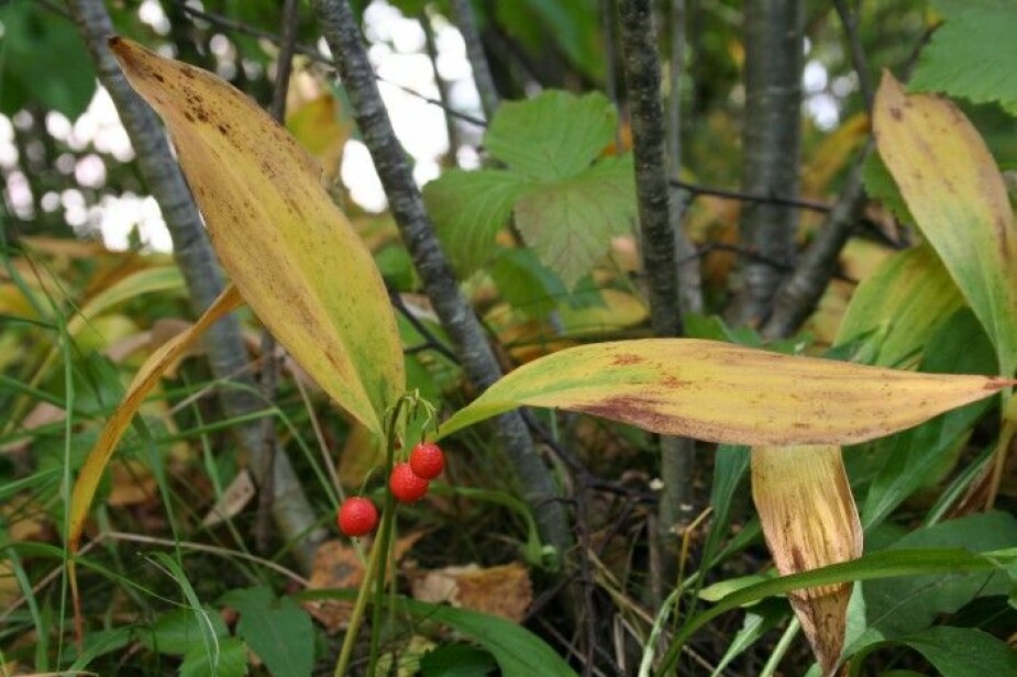 LILJEKONVALL-BÆR: De røde bærene på liljekonvallen dukker opp på høsten og er også giftige.