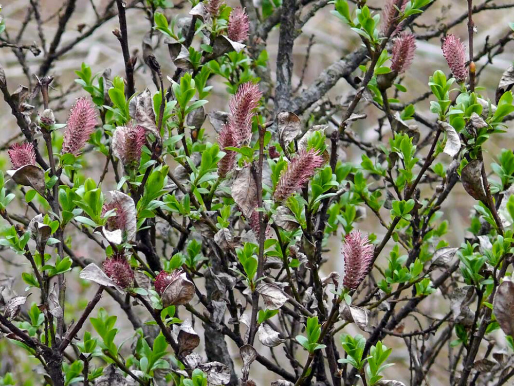 <b>BUSK SOM TRIVES I HØYDEN:</b> Myrtevier er en fin lite busk som blomstrer i april. Resten av sommeren gir den et fint løvverk. Den trives under alle forhold og blir mellom 0,4 og 0,8 meter høy. Artsbetegnelse: Salix Myrsinites Nona Slådalen.