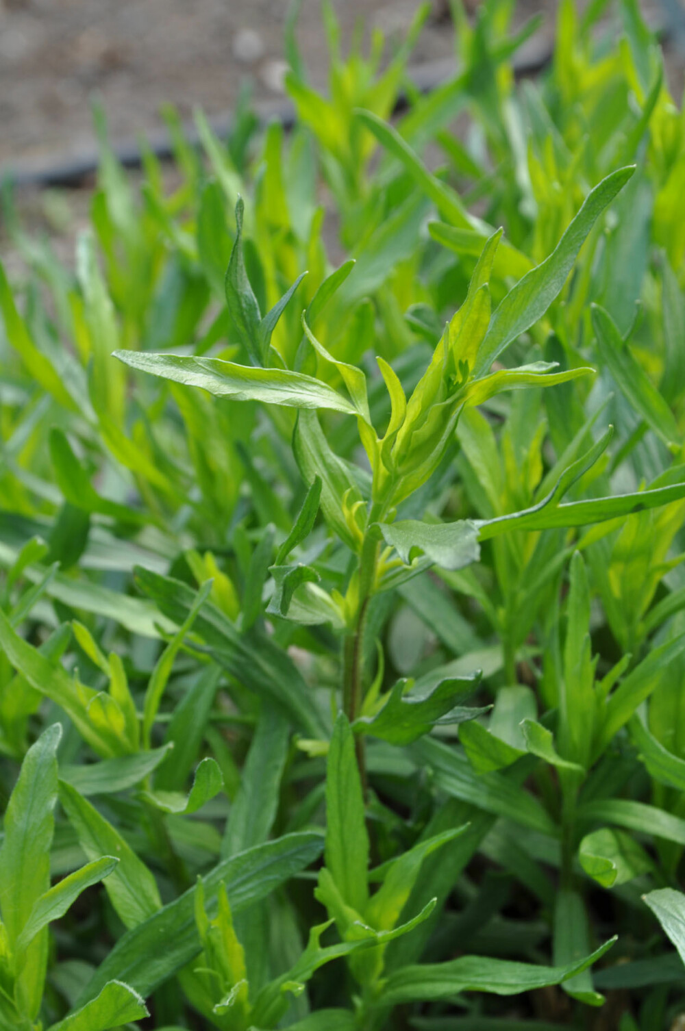 ESTRAGON: Er det krydder fremstilt av tørkede blader fra planten Artemisia dracunculus.