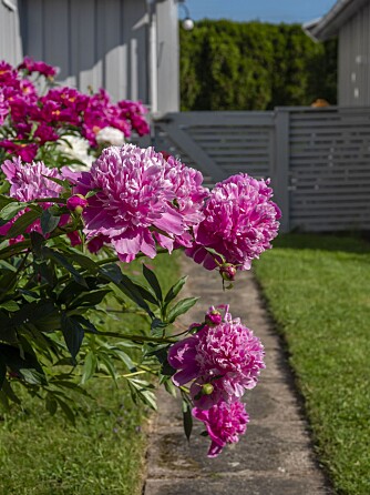 PEONER: Den ene veggen langs huset er dekket av en lang hekk av peoner i hvite, rosa og lilla nyanser. – Pur luksus, sier Ane.