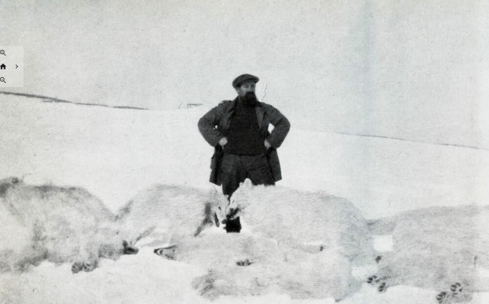 Henry skøyt også ulv. Her med åtte nyfelte, hvite eksemplarer (Bil­det er hen­tet fra bo­ken «Henry Rudi, Isbjørnkongen»).