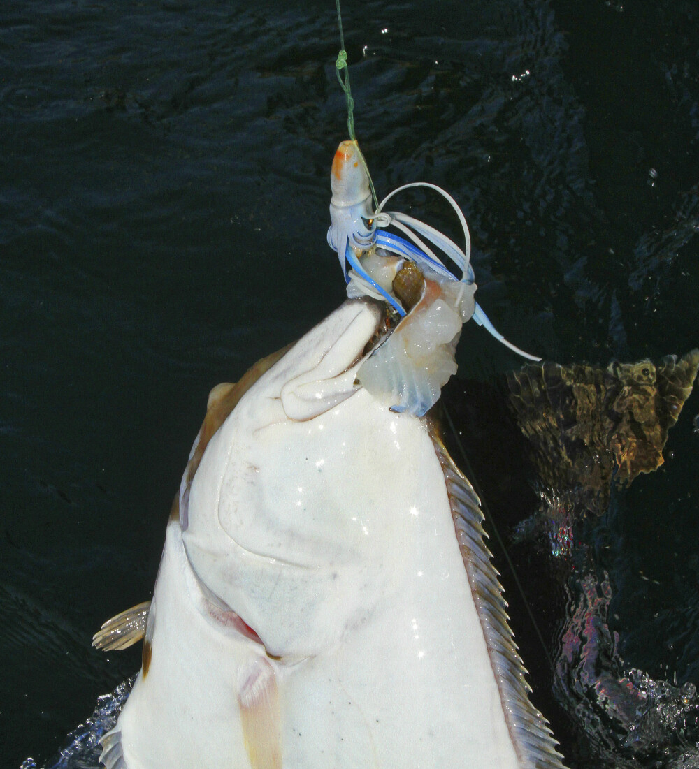 <b>PÅ PLASTBLEKKSPRUT:</b> Kveiter tas av og til på gummimark, svenskepilker og stor flue for sjøfiske. Her har ei småkveite latt seg friste av en agnet plastblekksprut.