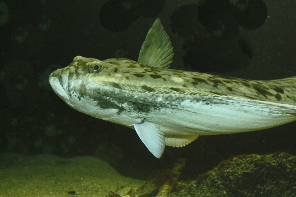 <b>KVEI­TA:</b> Den er kan­skje ikke ha­vets vak­res­te fisk, med vridd munn og øy­ne­ne litt på skje­ve. Men blant sports­fis­ke­ne er den dron­nin­ga i havet.