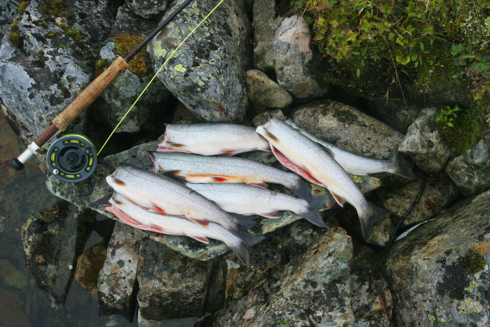 <b>BLANKRØYE:</b> Mange mener at røya er den aller beste av matfiskene i innlandet. Røye som ikke er i gytedrakt regnes som aller best.