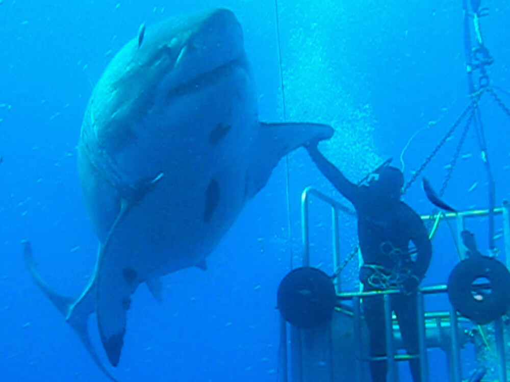 <b>STØRST:</b> Den 6,1 meter lange hvithaien med kallenavnet Deep Blue regnes som verdens største hvithai. 
