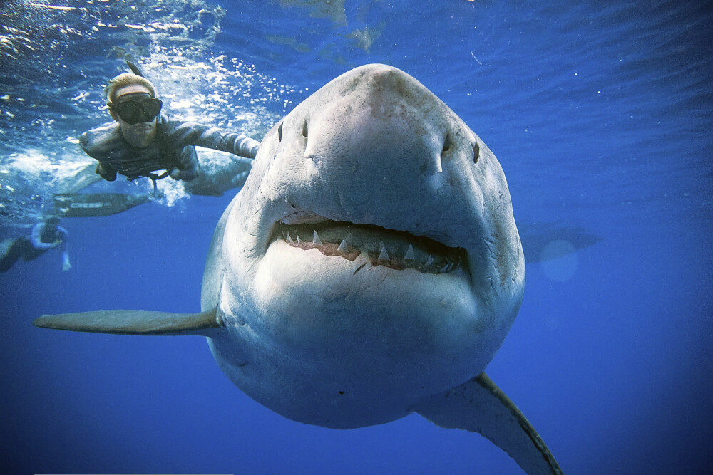 <b>HAIHVISKEREN:</b> Ocean Ramsey er blitt berømt for sin nærkontakt med haier. 