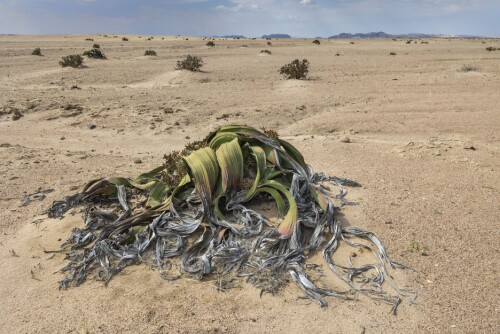 <b>WELWITSCHIA MIRABILIS:</b> Til tross for ekstreme temperaturer og svært lite nedbør, huser Namib ørkenen en av verdens mest sjeldne vekster: Welwitschia planten. De ser nesten døde ut alle sammen, der de ligger i hundrevis spredd utover ørkenen. Men de er levende – og gamle. Verdens eldste welwitschia plante, som holder hus her, skal være 1500 år gammel.