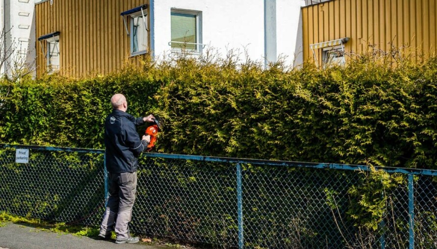HER MÅ DET KLIPPES: Når hekken ser sånn ut, er det på tide å finne frem klippeutstyret.