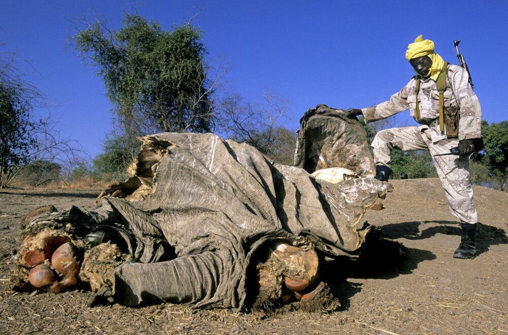 <b>95 PROSENT BORTE:</b> Parkvokter og anti-krypskytter Djibrine ved kadaveret til en elefant i Zakouma nasjonalpark i Tsjad. Mellom 2002 og 2010 mistet parken hele 95 prosent av sin elefantbestand. Nærmere 4000 elefanter ble slaktet ned av krypskyttere − kun for støttennene.