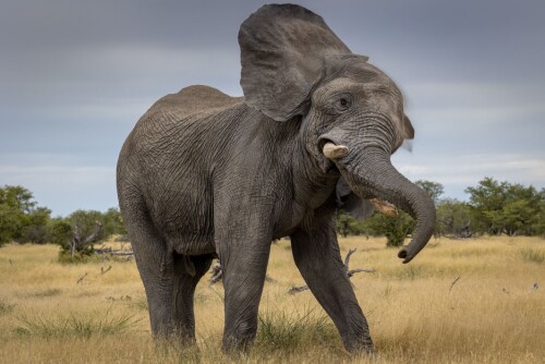 <b>JAGET VILT:</b> Turister er de afrikanske elefantenes sikkerhetsgaranti. Og nå er turistene borte.