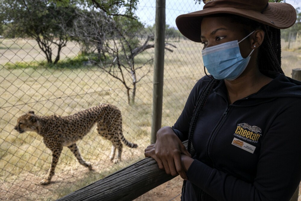 <b>AVHENGIG AV TURISTER OG DONASJONER:</b> Dolly ved gepard senteret Cheeta Conservation Fund, jobber med å bevare geparden, verdens raskeste dyr. Hun fortalte at tidligere kunne de ha 80 turister på besøk daglig – nå har de nærmest ingen.– Vi mottar donasjoner fra hele verden, og det holder oss på bena, men vi er også svært avhengig av at turistene kommer tilbake, forteller Dolly. 