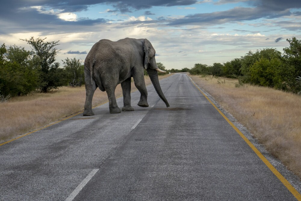 <b>SVÆR KAR:</b> En stor hannelefant skal du selvsagt ikke tulle med. Den kan på en dårlig dag gjerne gå løs på en stor bil – og vinne. Men har du derimot en grovkalibret børse, vil elefanten tape. Her fra en vei i Etosha nasjonalpark.