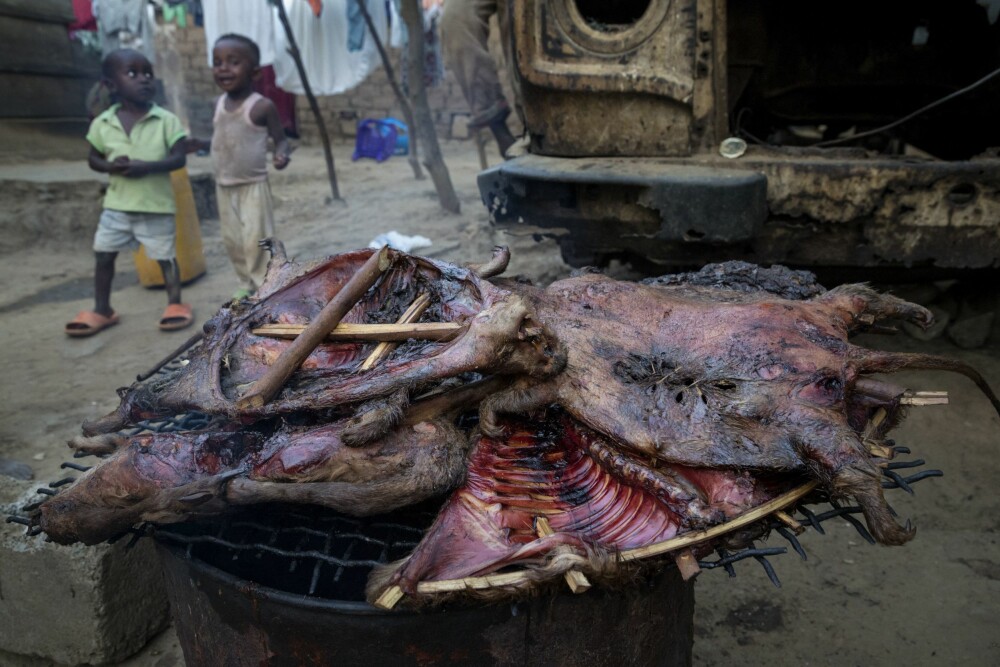 <b>BUSH MEAT:</b> Pandemien har, ironisk nok (siden det mest sannsynlig er inntak av bush meat (flaggermus er også definert som bush meat), som startet hele denne pandemien), ført til at langt flere jakter og spiser bush meat. Her fra Kongo.