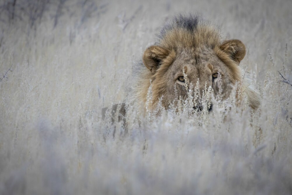 <b>INGEN LETT TILVÆRELSE:</b> Også de store rovdyrene i Afrika er utsatt. De siste femti årene har løvebestanden gått ned fra 110 000 til 30 000 dyr, leopardbestanden fra 80 000 til 23 664. Tiger fra 45 000 til 3200 og jaguar fra 60 000 til 15 000.Her en hannløve i Etosha nasjonalpark, som ligger vegg i vegg med Onguma og Ongava reservatene.