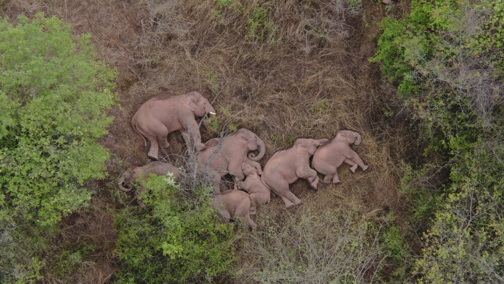 <b>PUST I BAKKEN:</b> Elefantene tar seg en velfortjent hvil på sin lange utflukt.