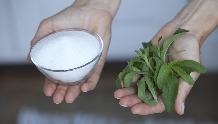 STEVIA: Stevia er et naturlig søtningsmiddel og sukkererstatning avledet fra bladene til plantearten Stevia rebaudiana
