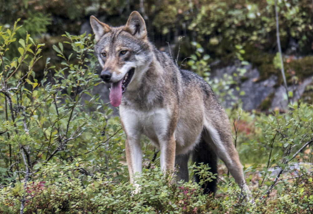 <b>ULV I BUR:</b> Slik er det man­ge helst vil at vi skal se og opp­le­ve ul­ven: Bak lås og slå. Her er en ulv fo­to­gra­fert i Bjør­ne­par­ken i Flå. (Foto: NTB)