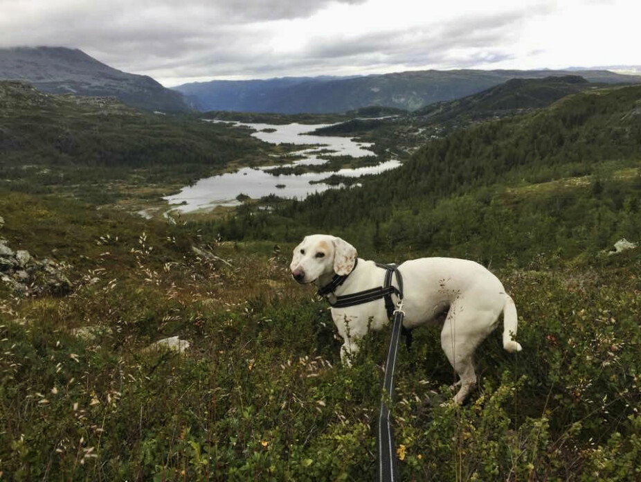 <b>FORSVANT:</b> Mirakelhunden Yava ble reddet fra en tøff tilværelse som løshund i Kroatia. EEtter ett år i trygge omgiveser i Norge, skjer det som ikke skal skje.
