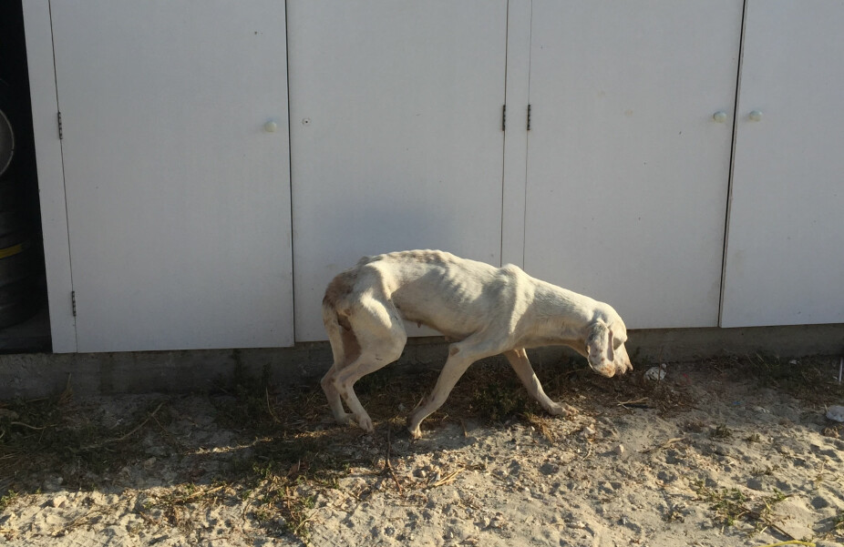 FOR ET HUNDELIV ... Itarski-støveren Yava har hatt flaks i livet. Fra en trist tilværelse som løshund i Kroatia, fikk den komme til et godt liv hos familien Halck. Etter 11 dager alene i fjellet, fant Yava veien hjem.