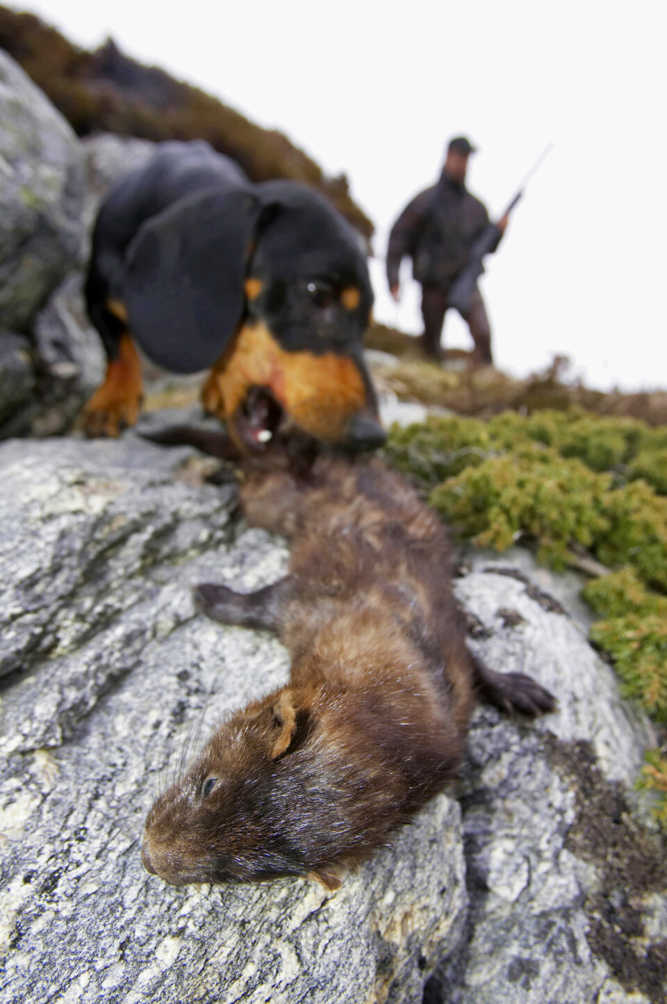 Minken er en råtass og har skylda for at mang en fugleunge ikke vokser opp. Her fra minkjakt i Flatanger. (Foto: Dag H. Karlsen)
