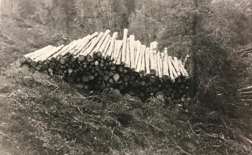 <b>SISTE DAGSVERK:</b> Bjarne Nordby lunnet tømmer i skogen da han ble drept. Denne tømmerlunnen er den siste han stablet opp før morderen avsluttet hans liv.