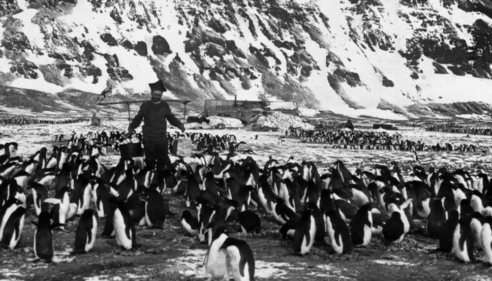 <b>ILLELUKTENDE SELSKAP:</b> Per Savio blant pingvinene som gjorde opphold på Kapp Adare nokså krevende.